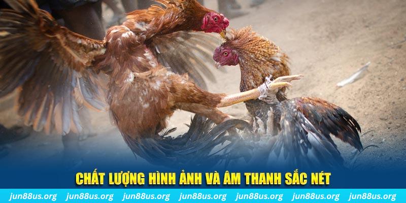 vip79 gà chọi tiêu phong