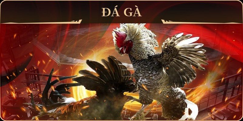 vip79 đá gà trực tiếp campuchia